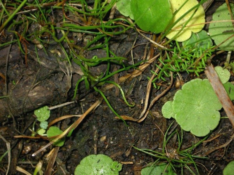 Pilularia globulifera habit