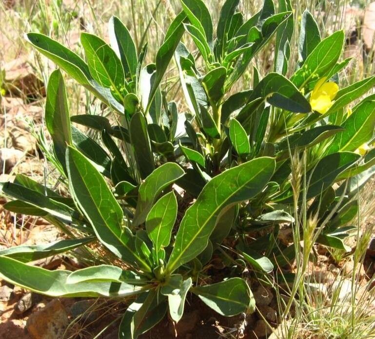Barleria coriacea habit