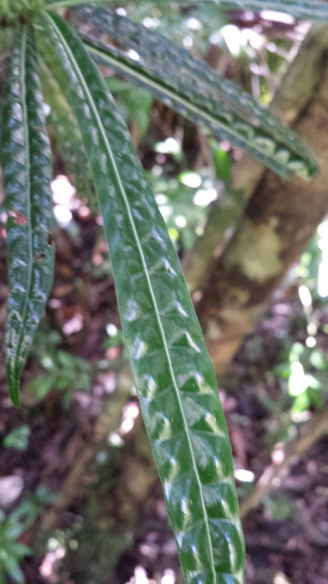 Psychotria himanthophylla leaf