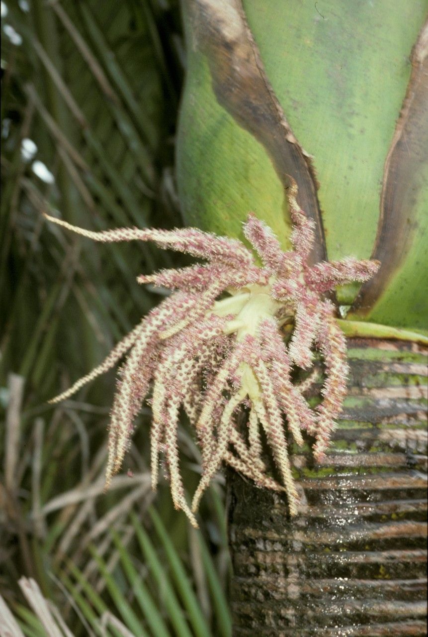 Verschaffeltia splendida fruit