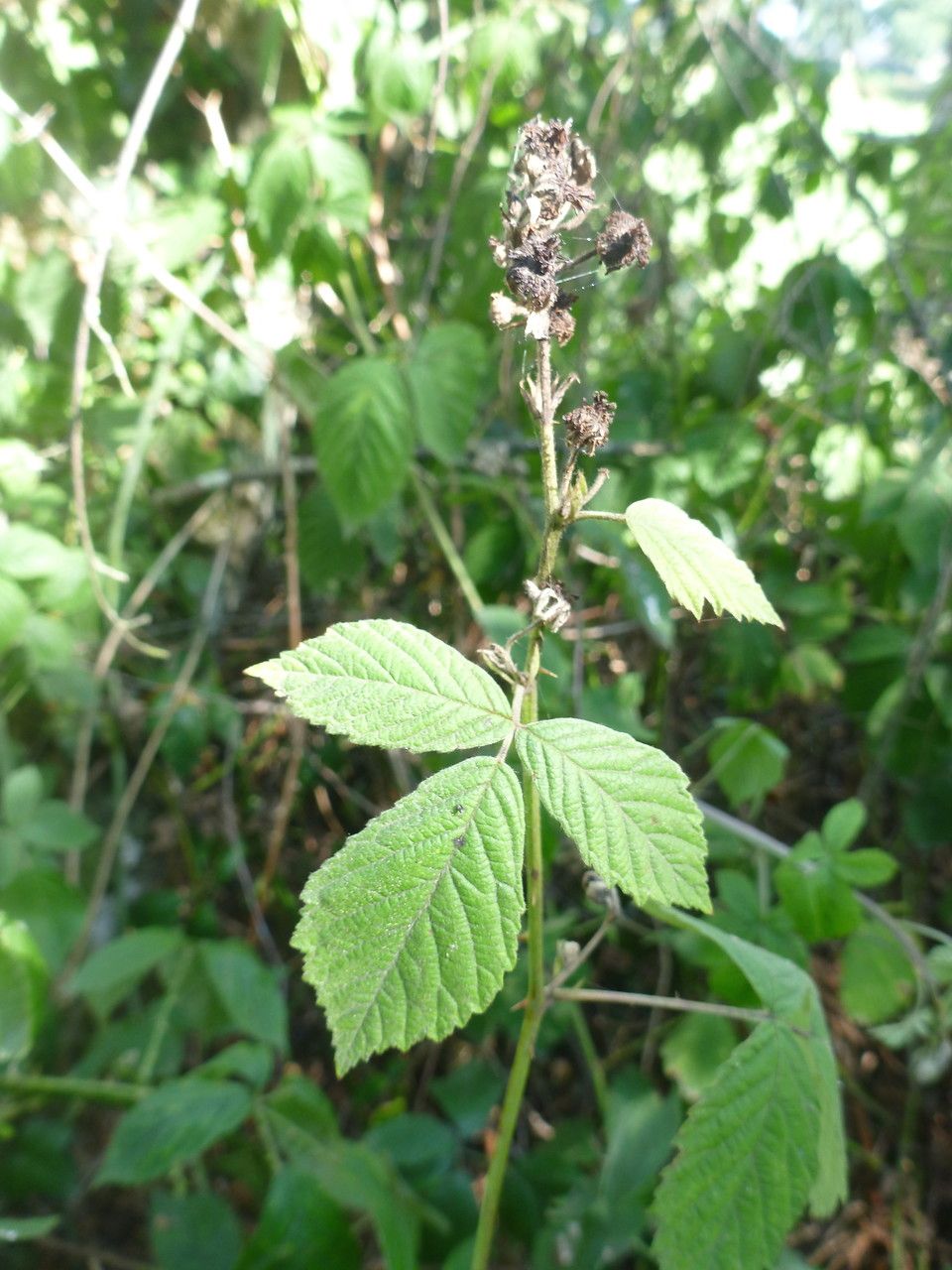 Rubus mus flower
