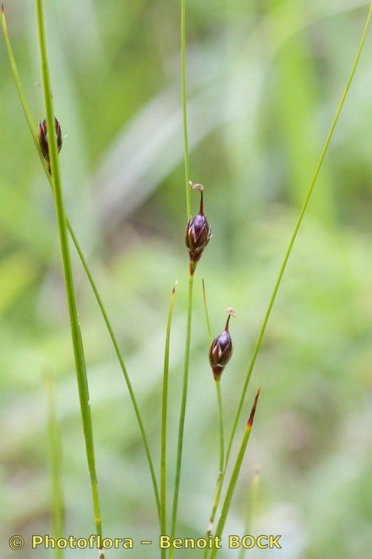 Juncus monanthos fruit