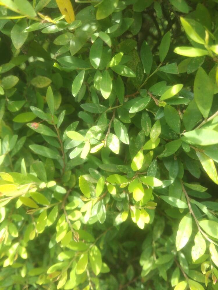 Phyllanthus myrtifolius — search result for 'Phyllanthus'