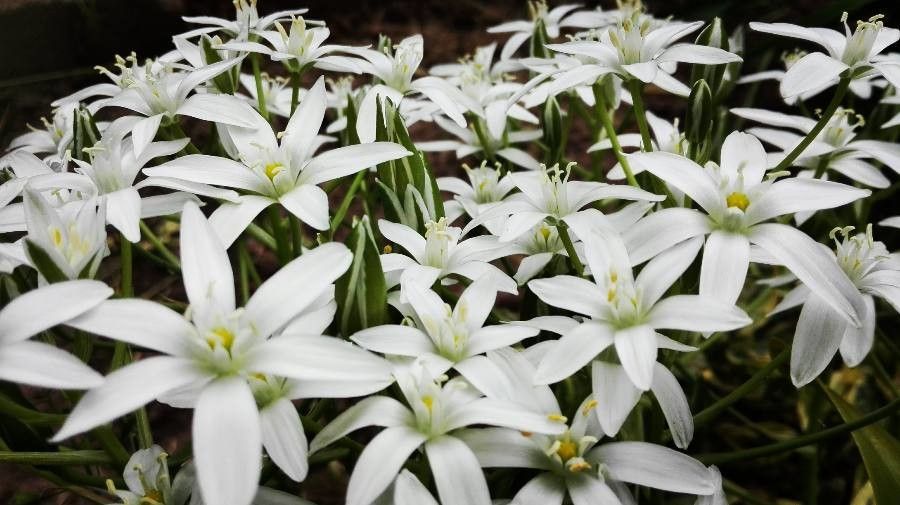 Zephyranthes atamasco flower