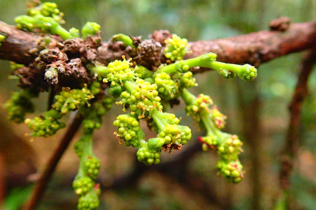 Bocquillonia arborea flower