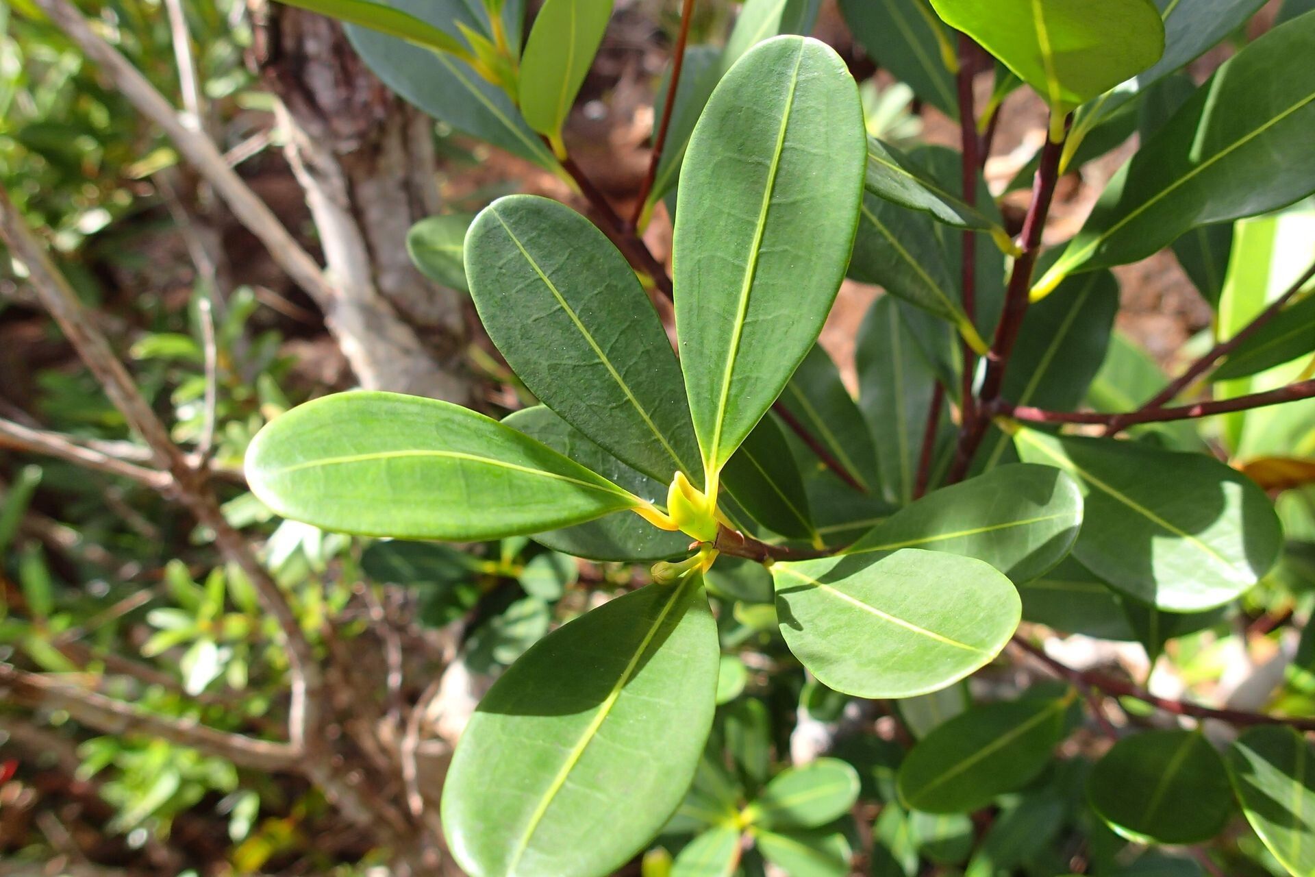 Erythroxylum couveleense — houseplant care guide