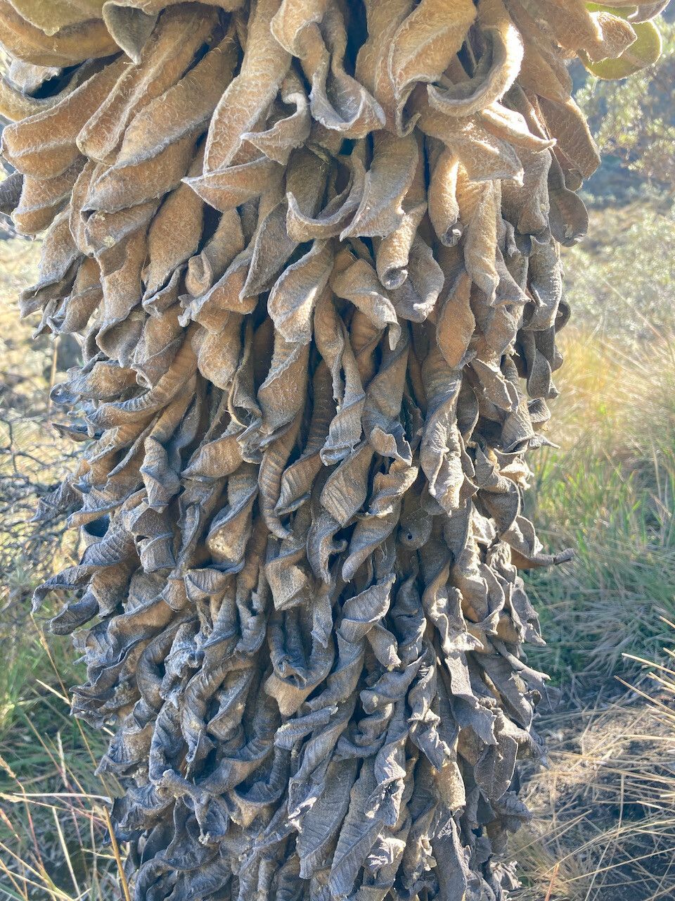 Espeletia hartwegiana bark