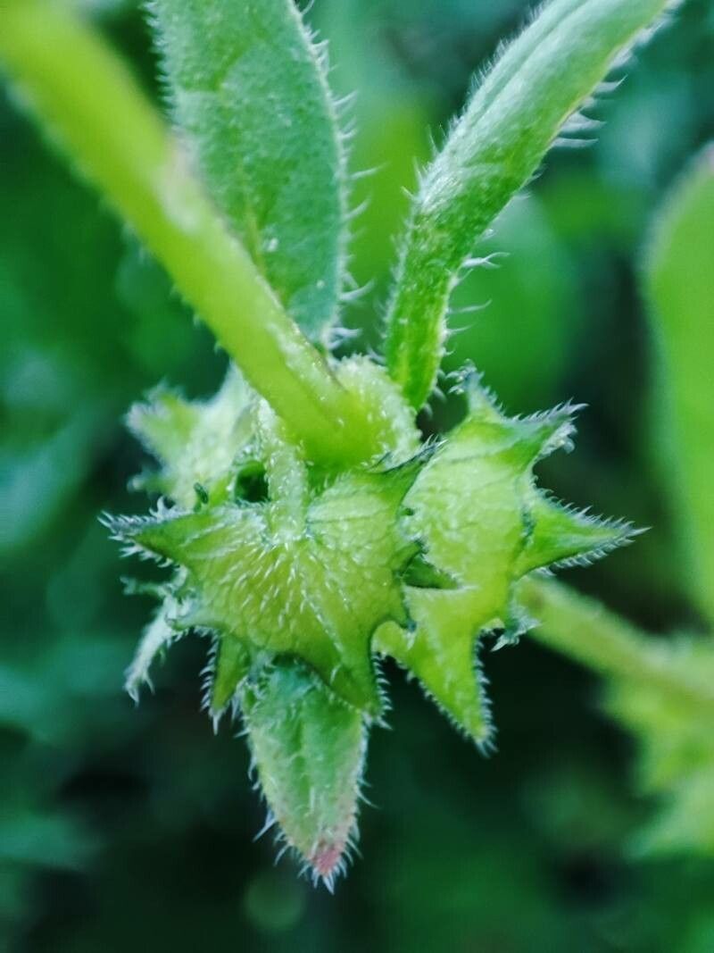 Asperugo procumbens fruit
