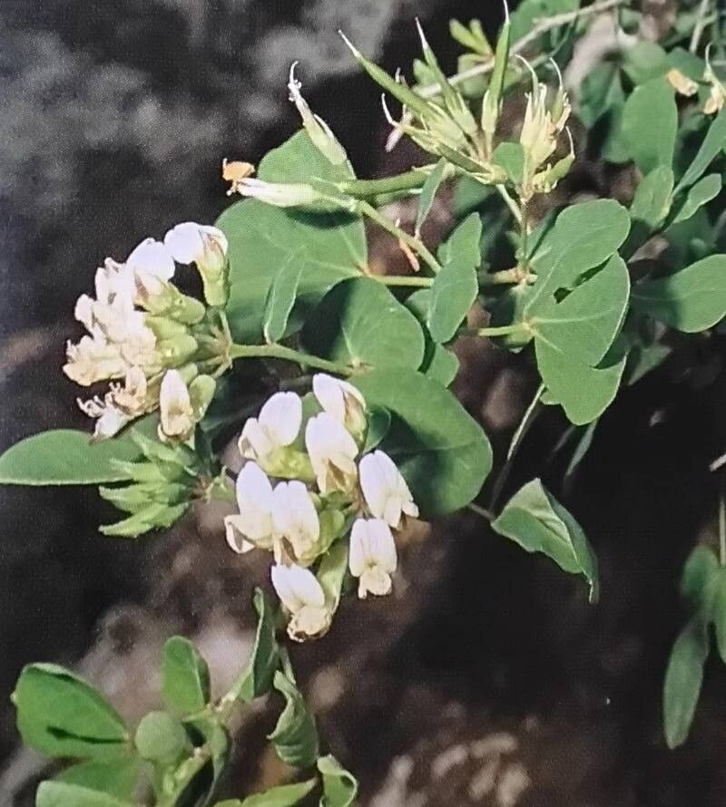 Lotus broussonetii flower