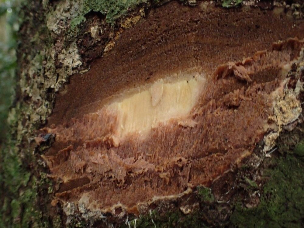 Psychotria dermatophylla — houseplant care guide