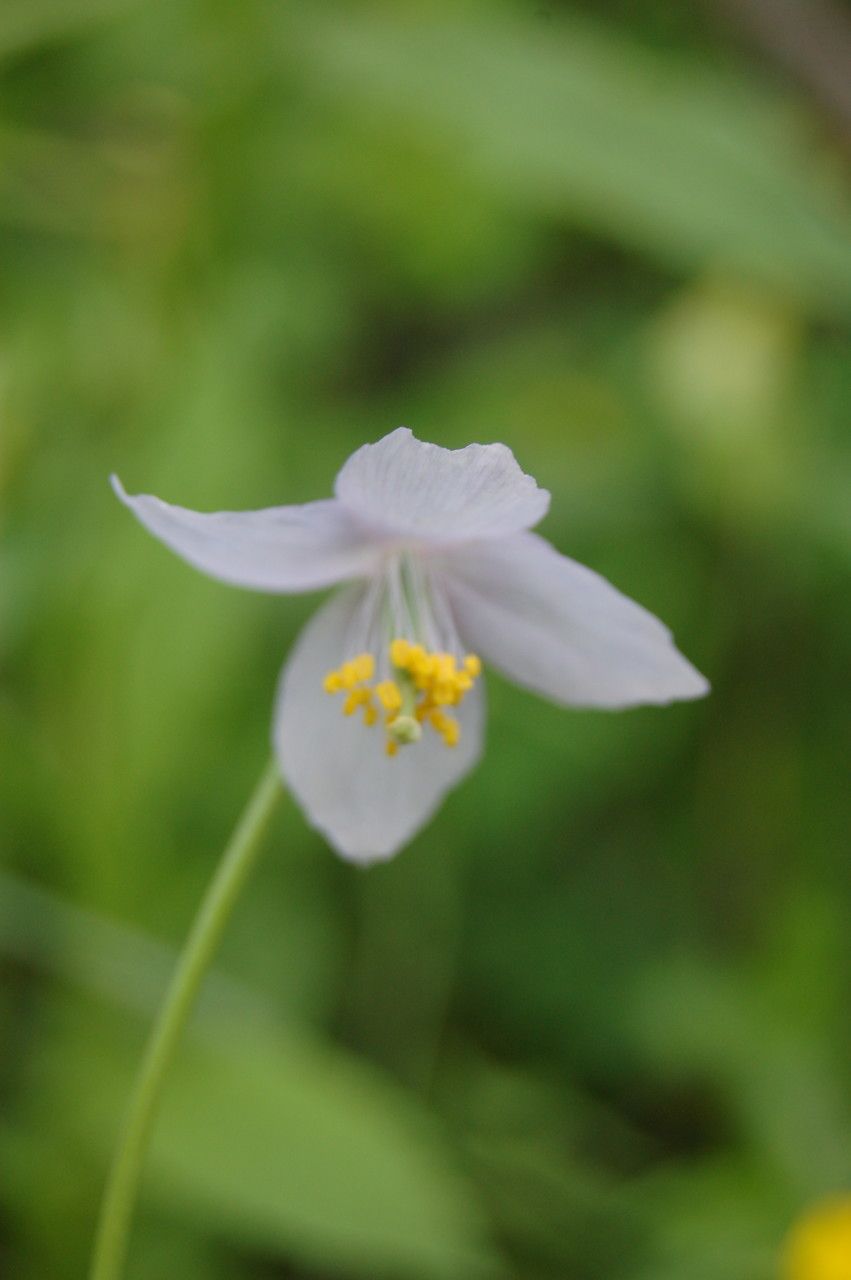 Meconopsis polygonoides flower
