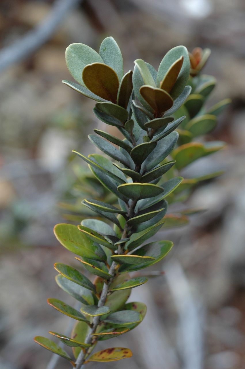 Planchonella koumaciensis habit