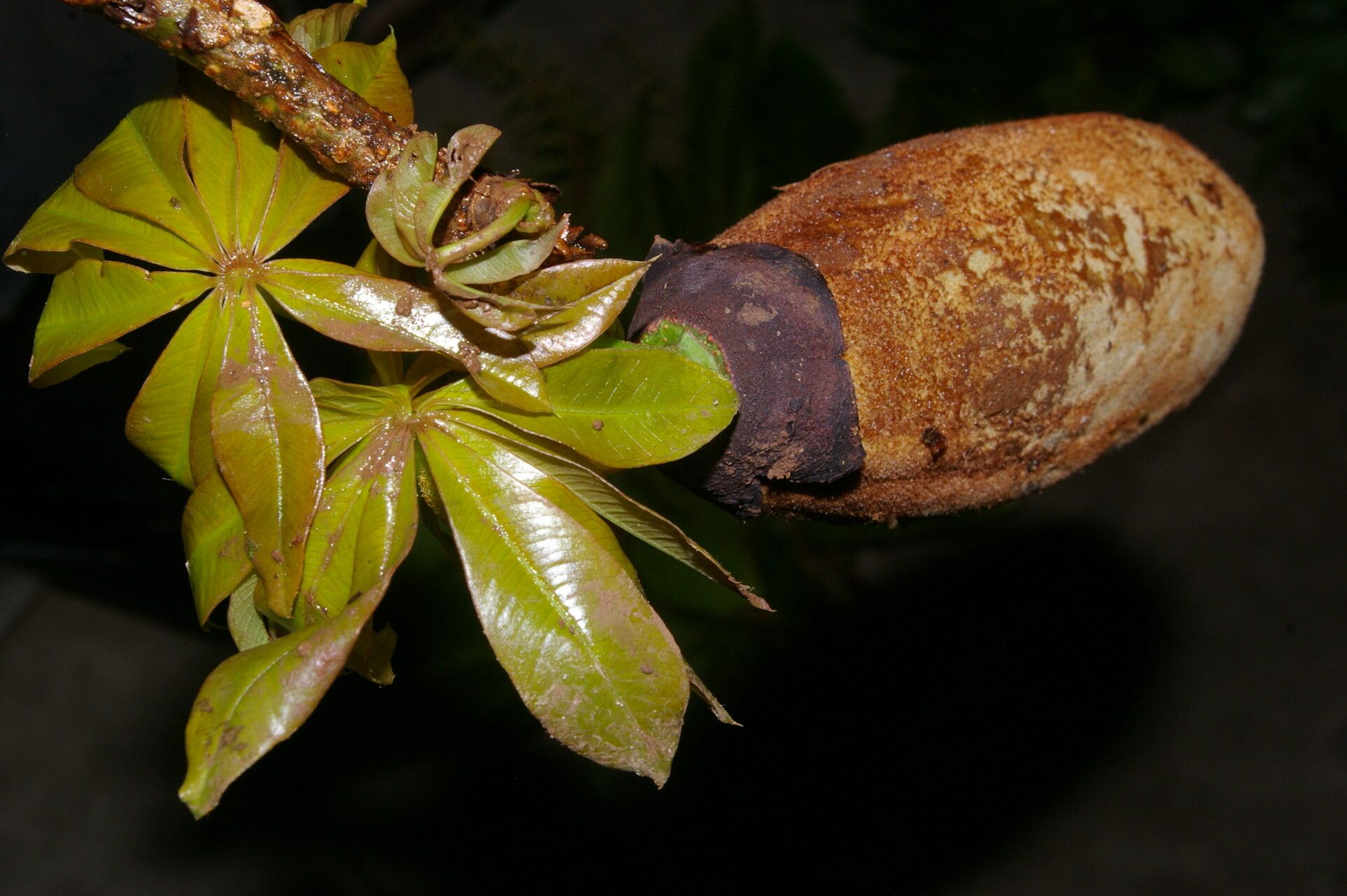 Spirotheca rosea fruit