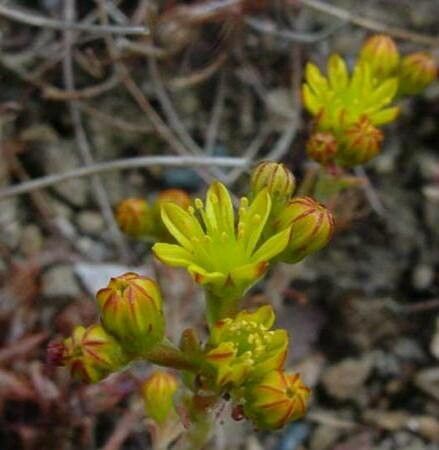 Petrosedum amplexicaule flower