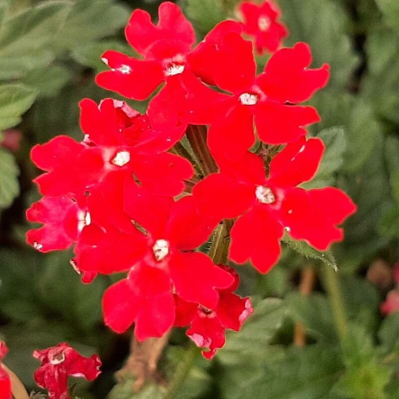 Verbena peruviana flower