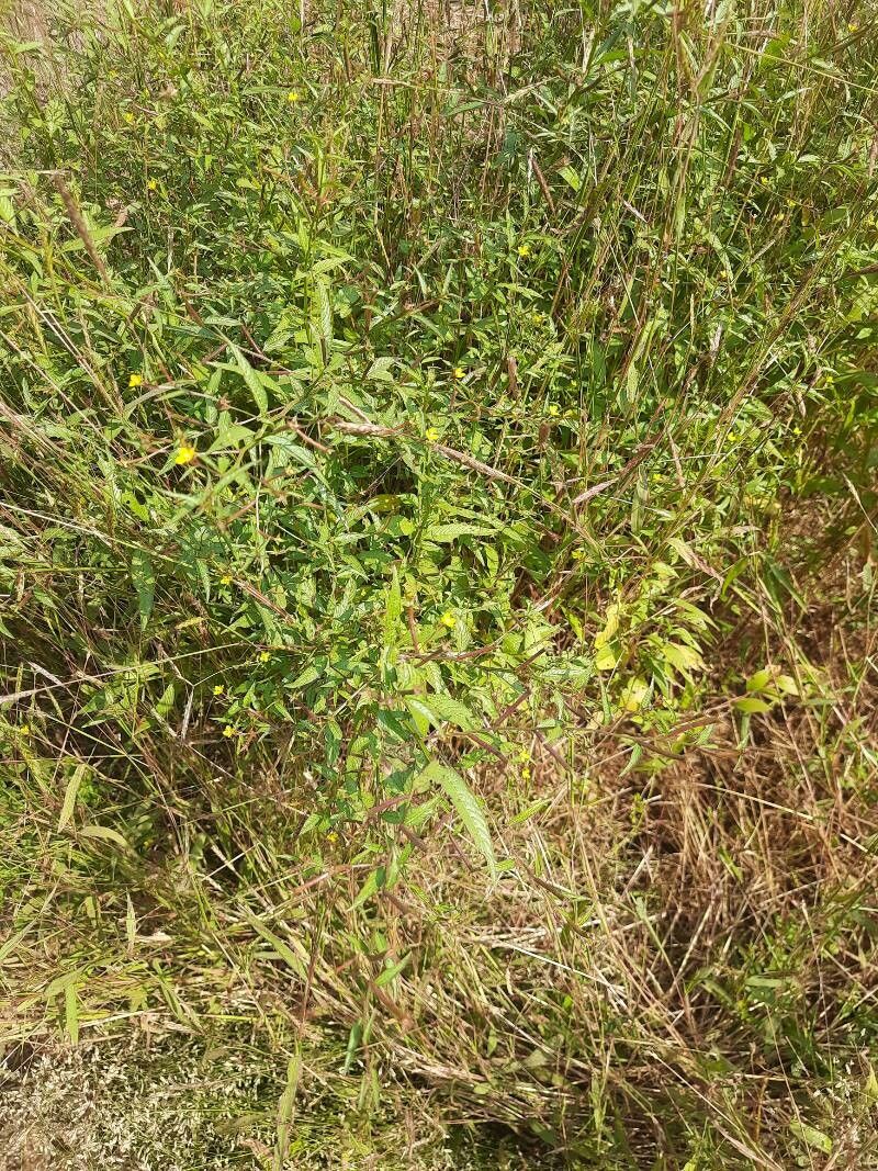 Ludwigia perennis habit