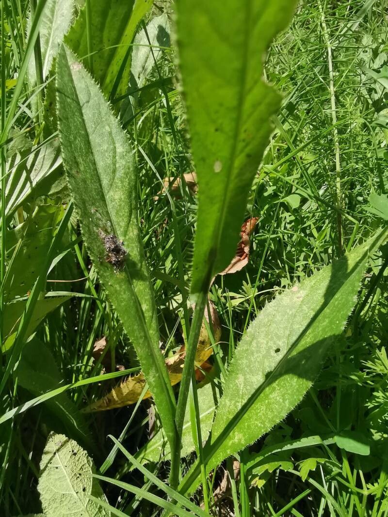 Cirsium pannonicum leaf