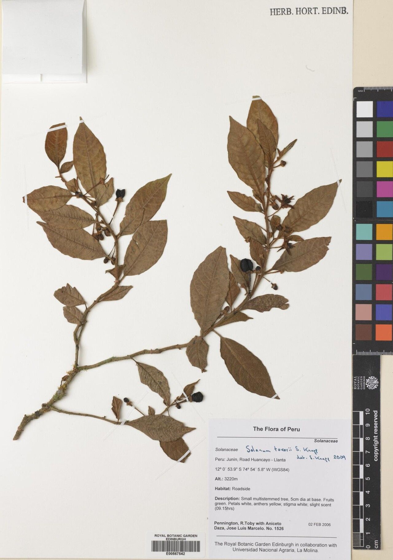 Solanum tovarii — houseplant care guide