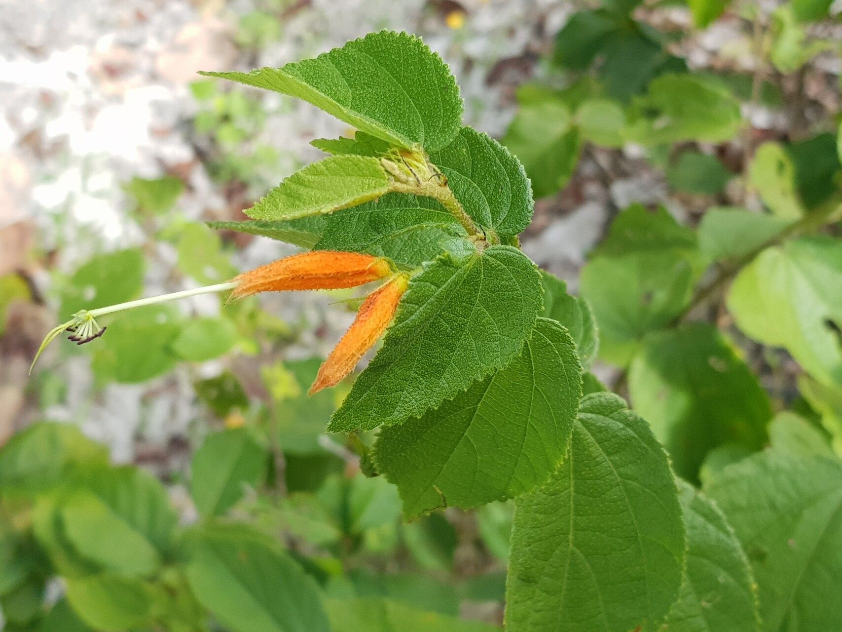 Helicteres heptandra leaf