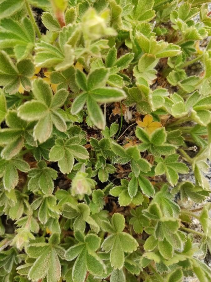 Potentilla crassinervia leaf