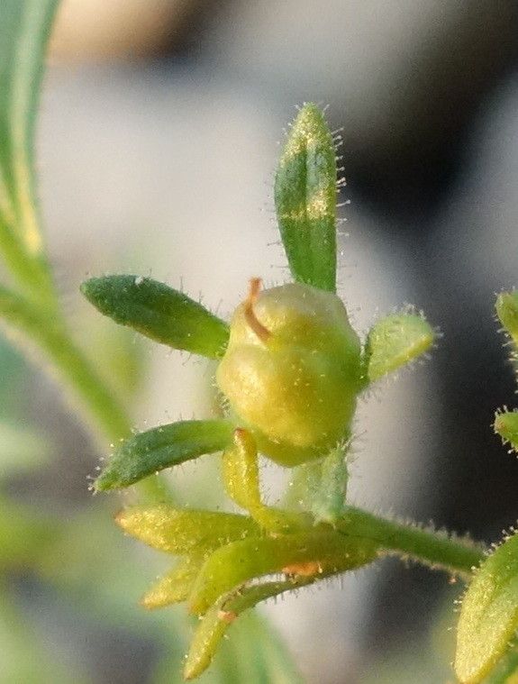 Chaenorhinum minus fruit