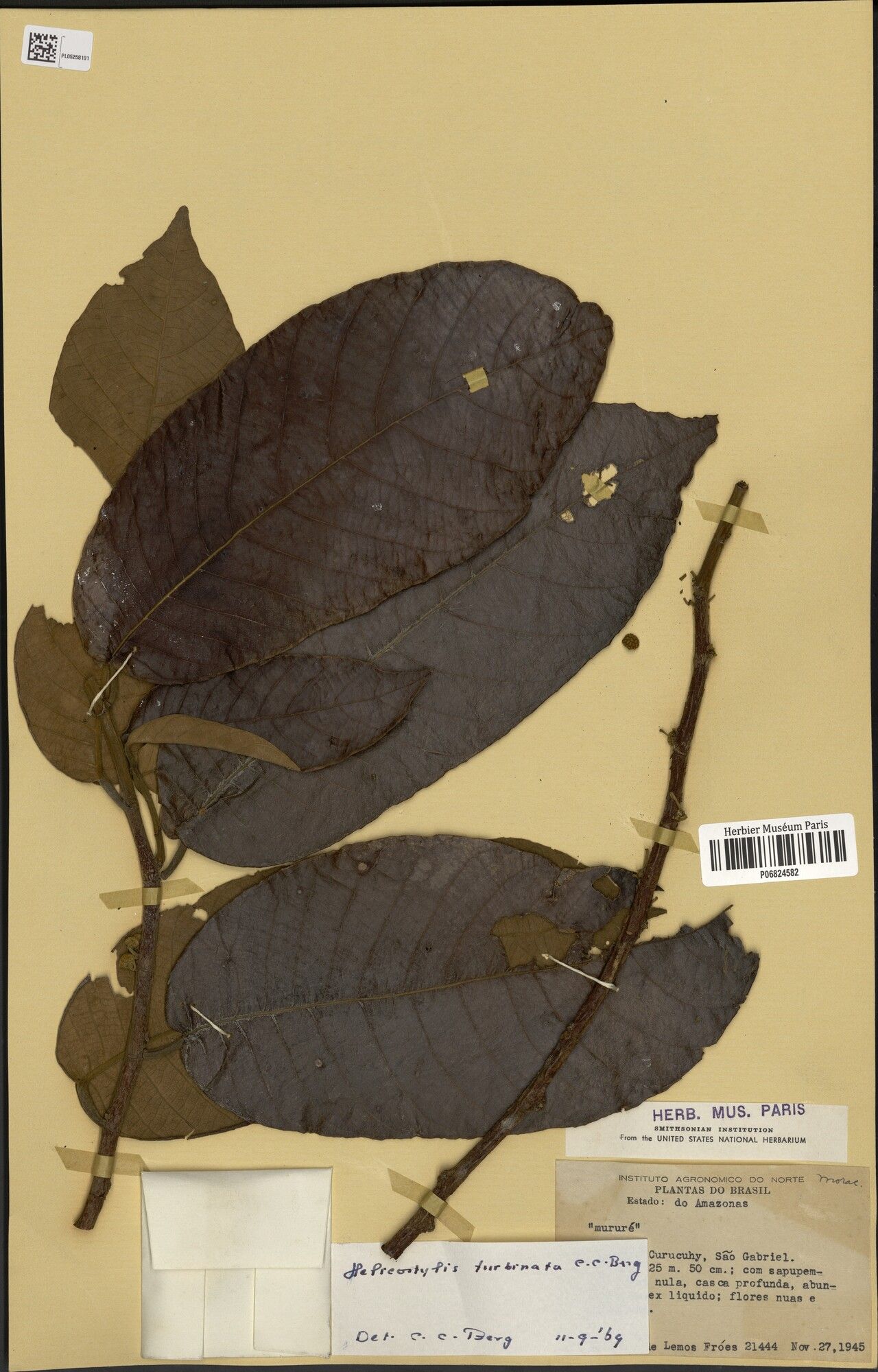 Helicostylis turbinata — related species from the same genus