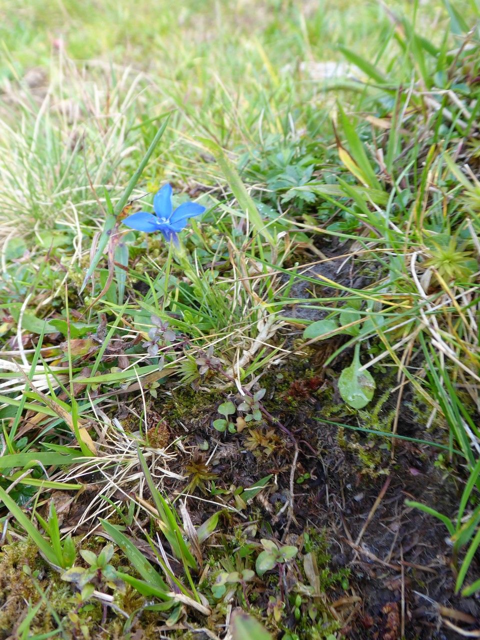 Gentiana pumila habit