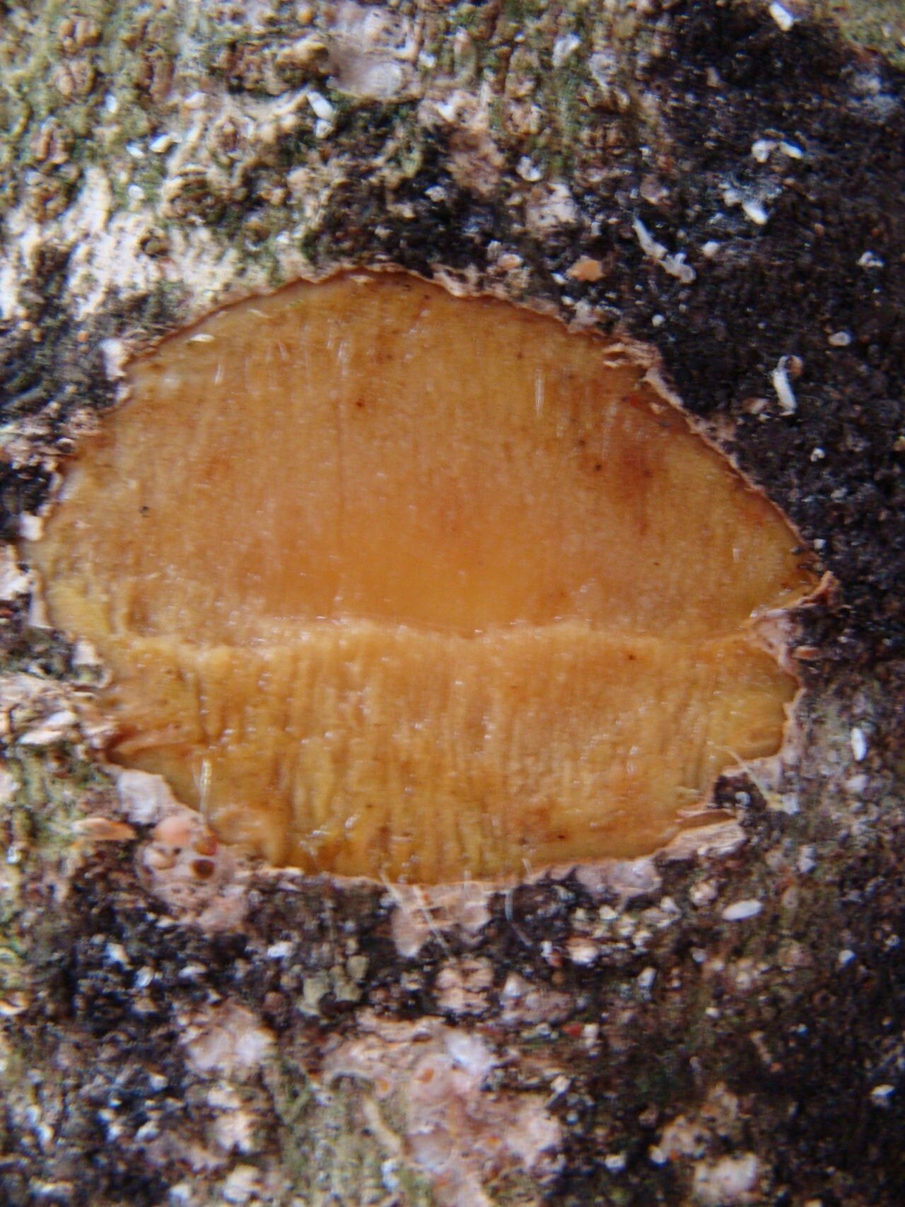 Homalanthus repandus — related species from the same genus