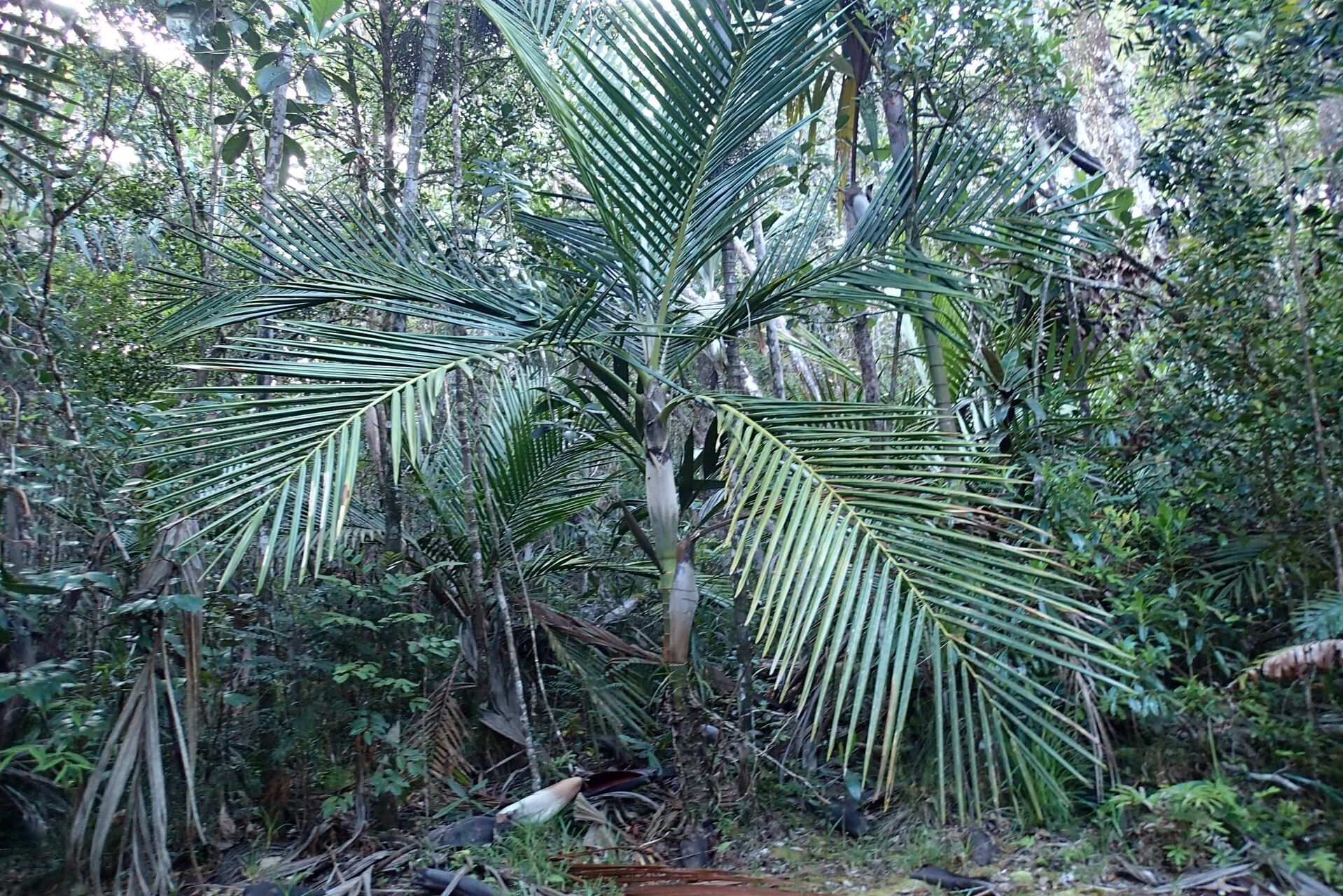 Cyphophoenix fulcita habit
