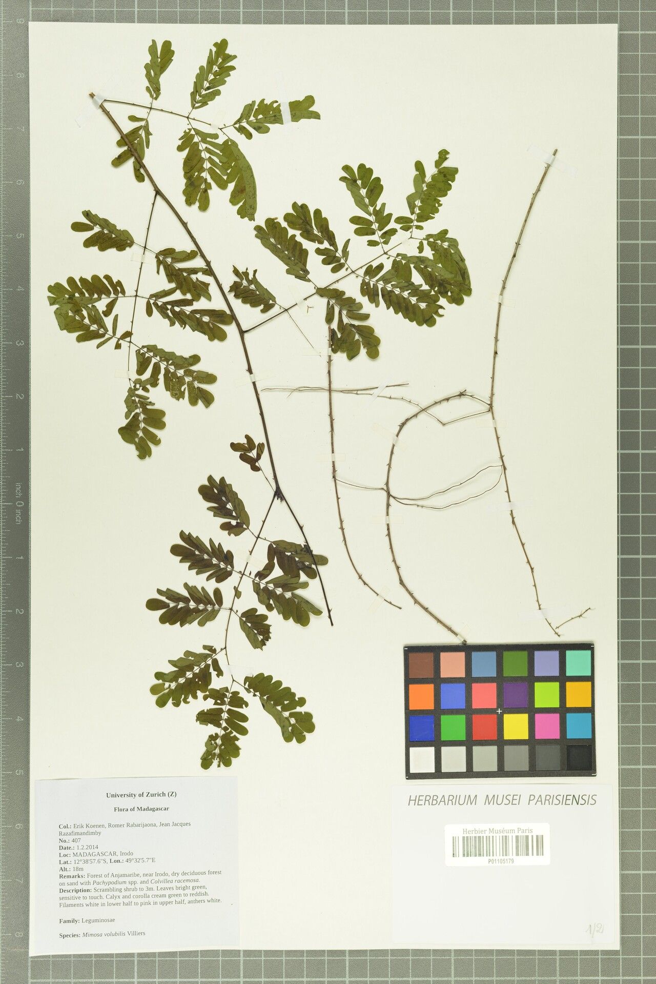 Mimosa volubilis — search result for 'Mimosa'