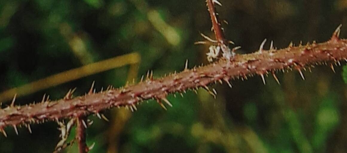 Rubus meierottii bark