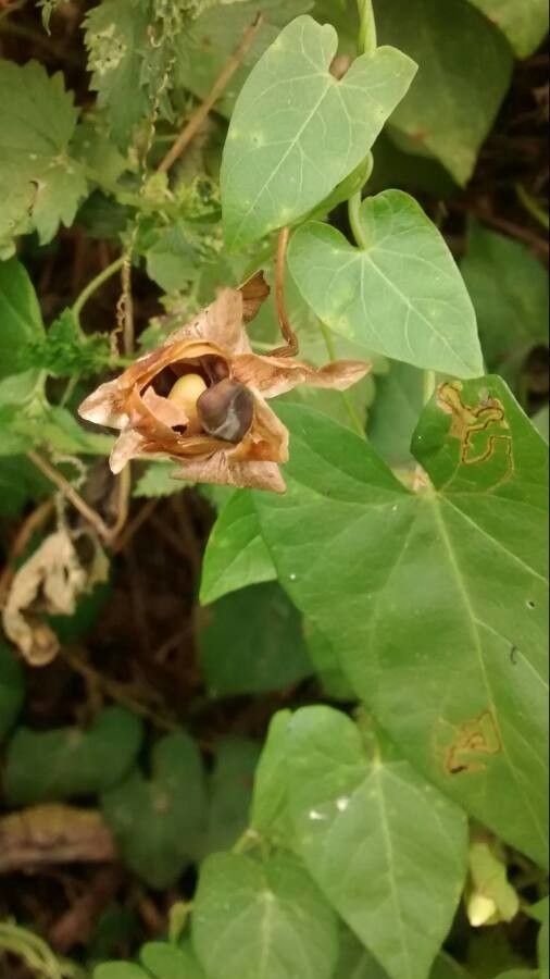 Convolvulus sepium fruit