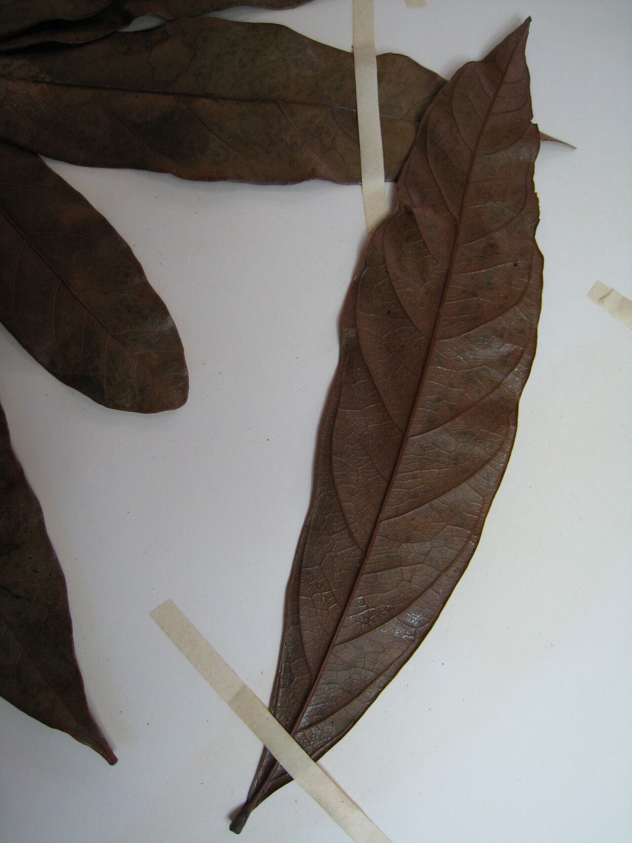 Talisia longifolia other