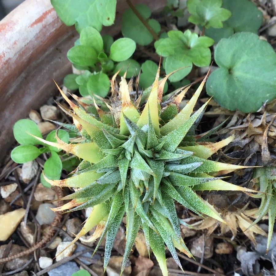 Deuterocohnia brevifolia — search result for 'Bromeliaceae'