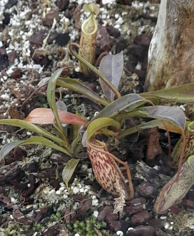 Nepenthes glabrata habit