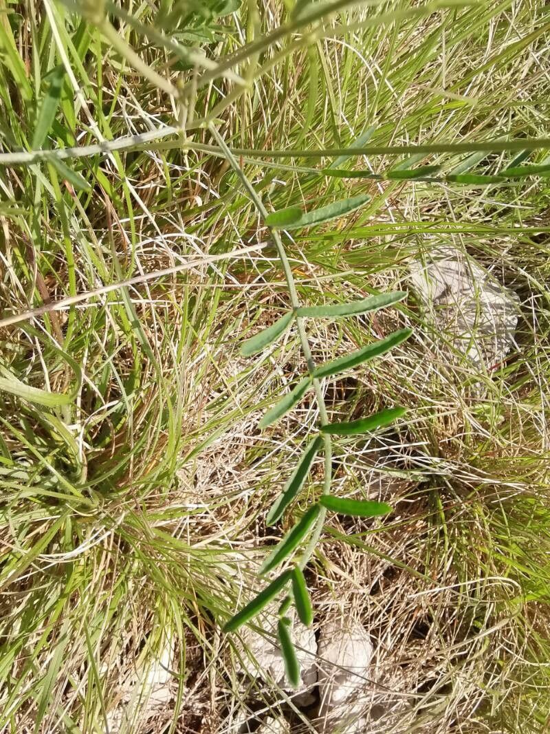 Astragalus muelleri — houseplant care guide