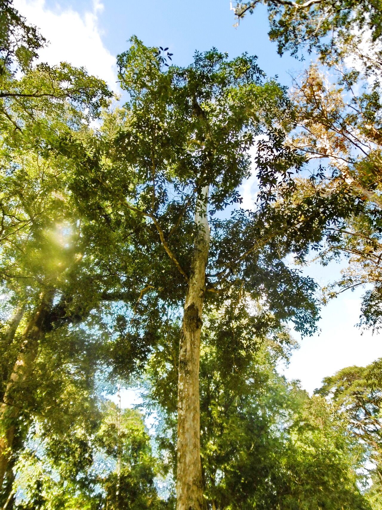 Knema globularia — houseplant care guide