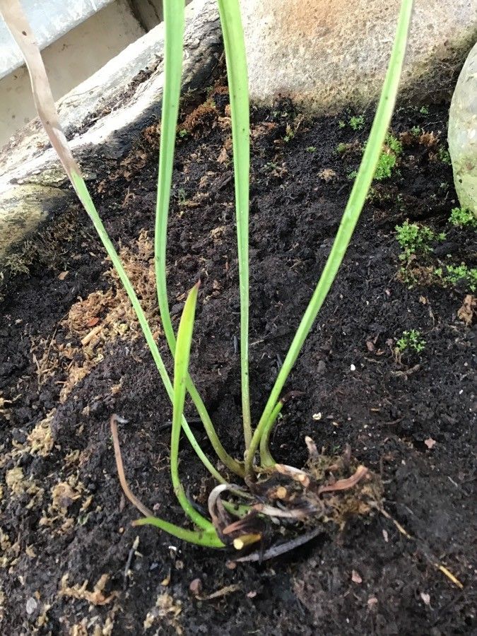 Sarracenia alata leaf