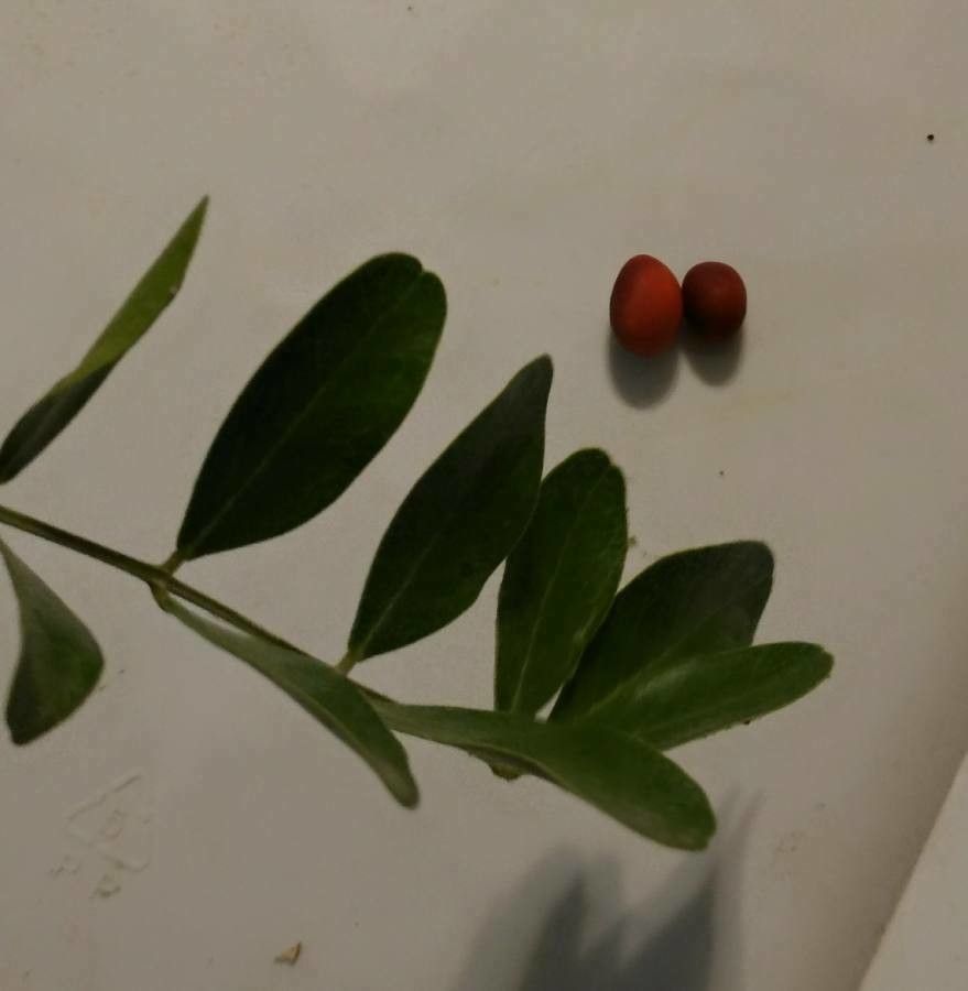 Dermatophyllum secundiflorum leaf