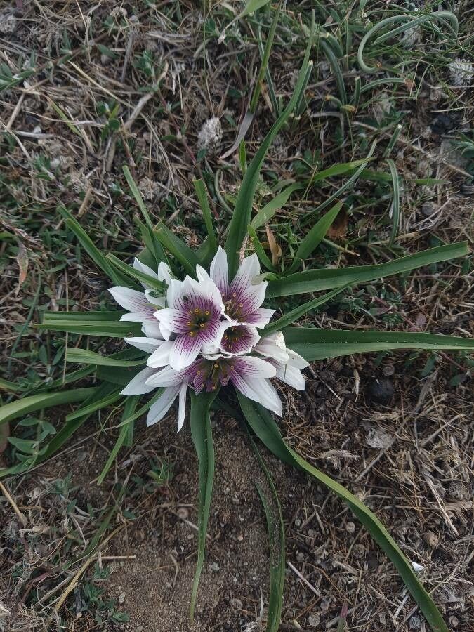 Colchicum europaeum habit