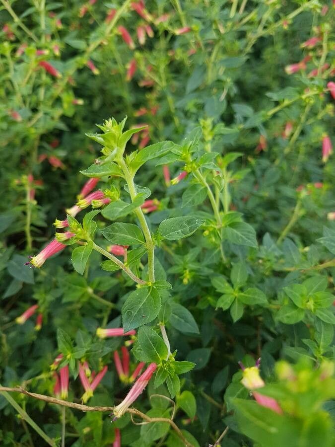 Cuphea procumbens — search result for 'Cuphea'