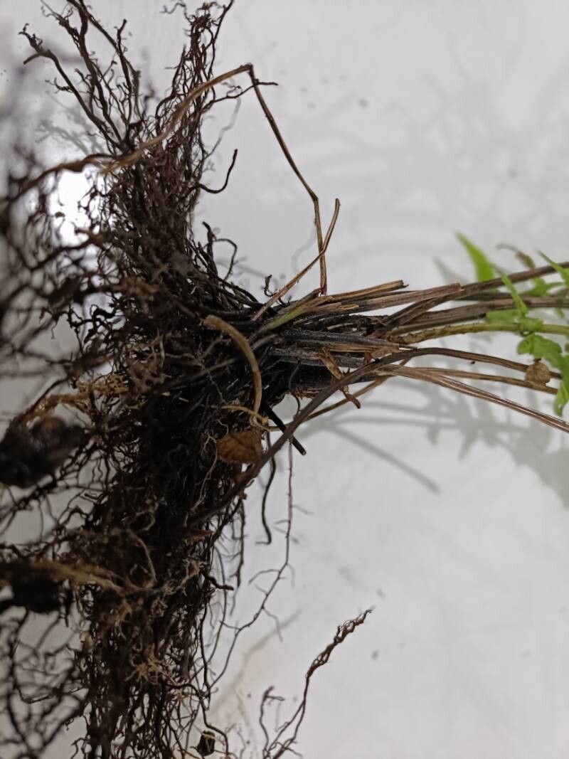 Thelypteris dentata bark