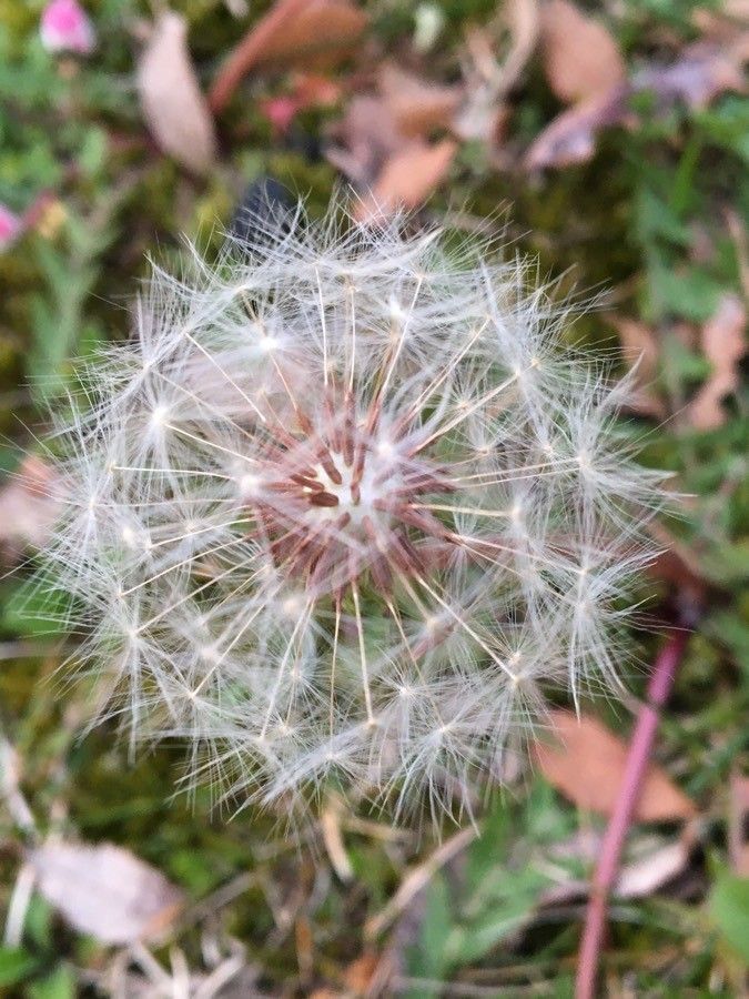 Taraxacum erythrospermum fruit