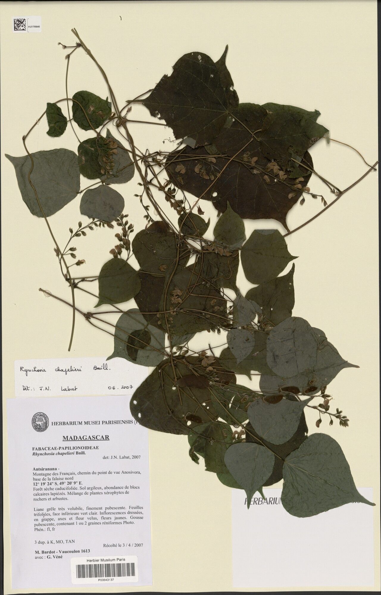 Rhynchosia chapelieri — houseplant care guide