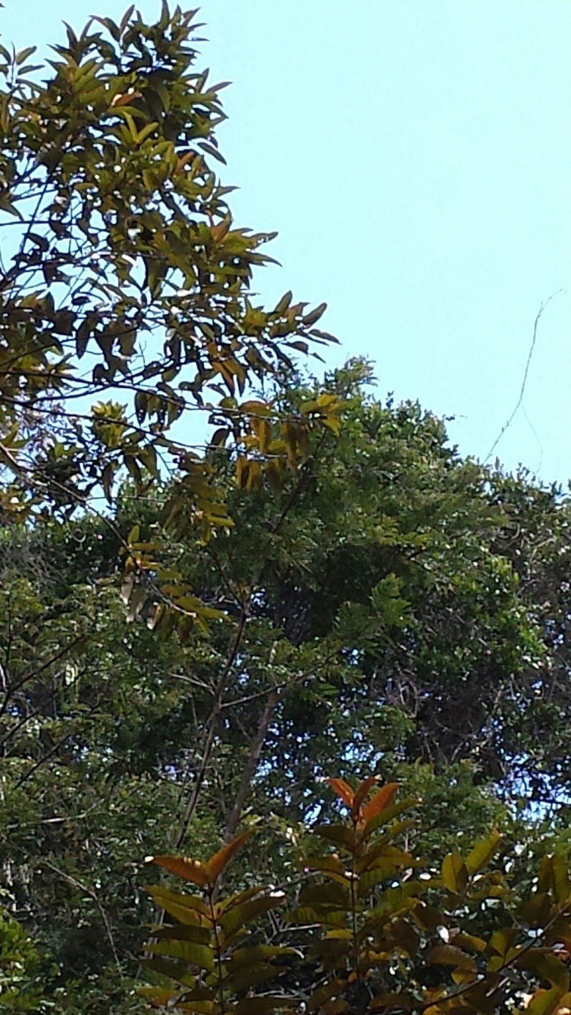 Entada louvelii — search result for 'Entada'