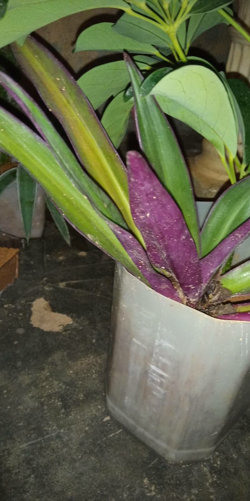 Maxillaria brachybulbon — search result for 'Maxillaria'