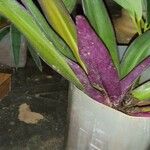 Maxillaria brachybulbon