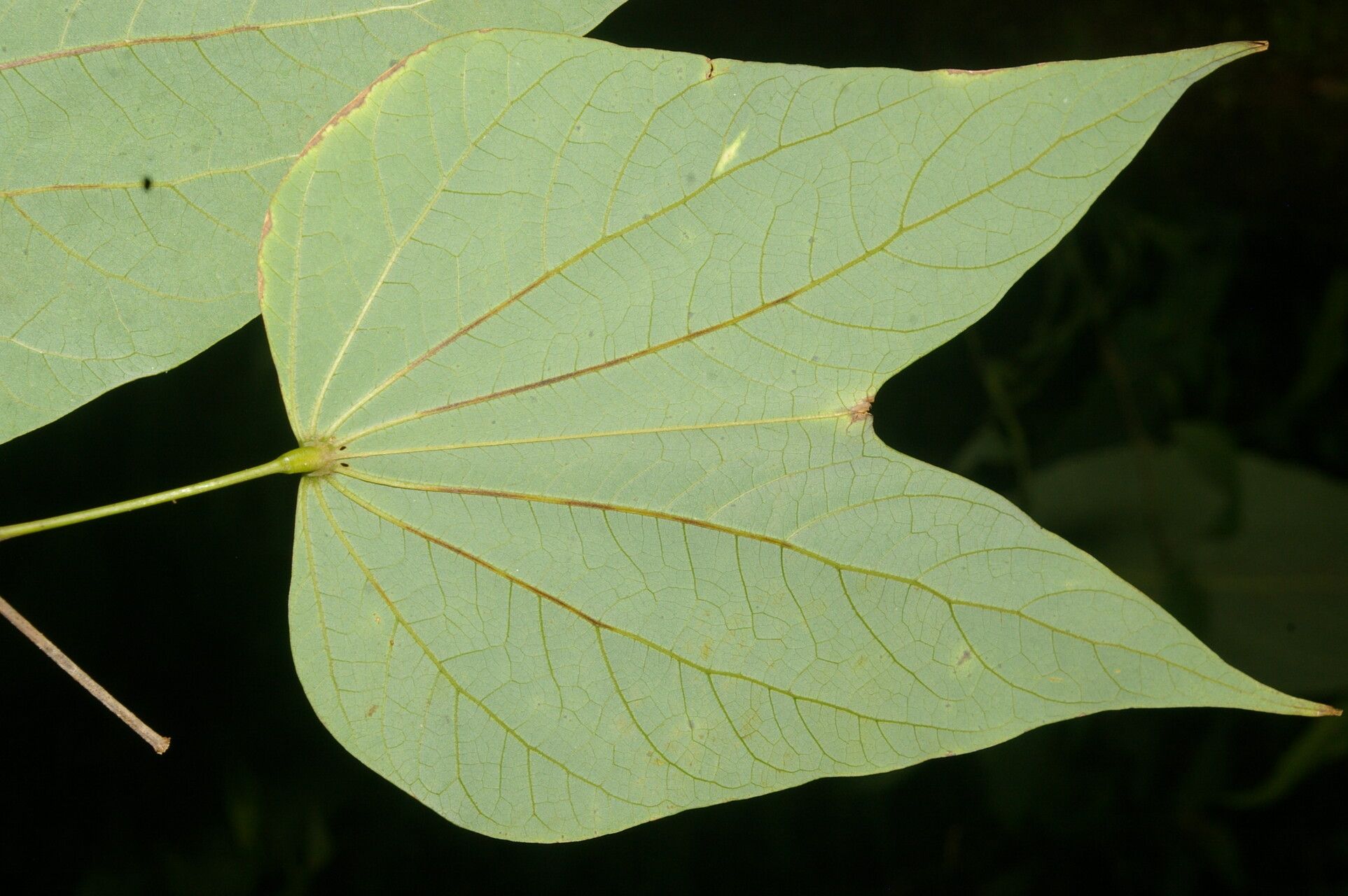 Bauhinia cookii leaf