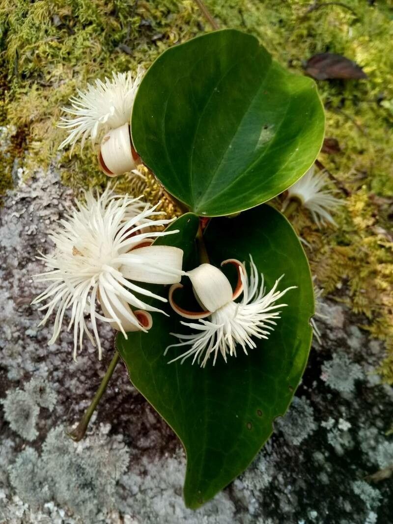 Clematis smilacifolia — search result for 'Clematis'