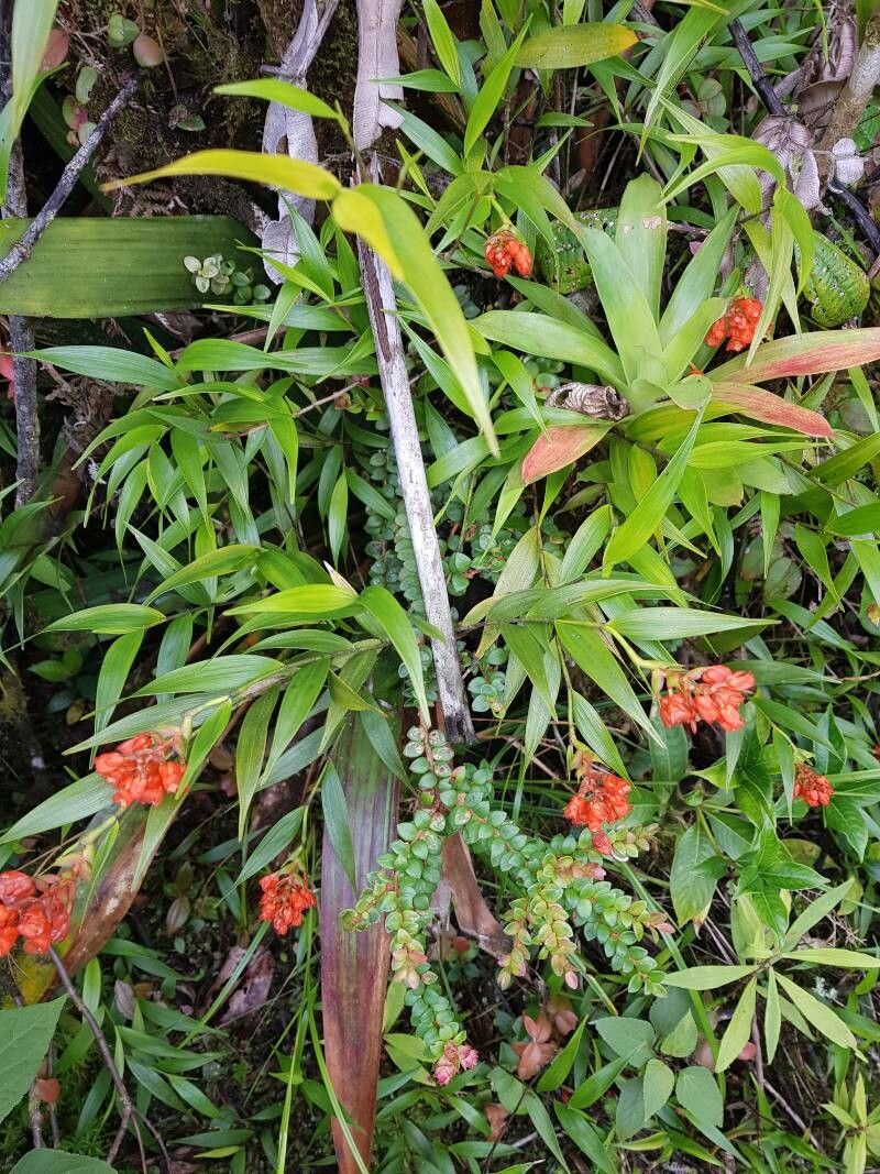 Elleanthus tonduzii — houseplant care guide